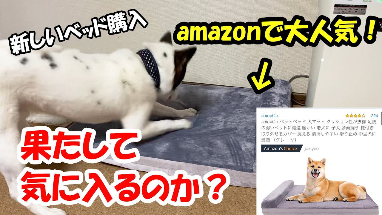 Amazonで人気の犬のベッドを購入 果たして気にいるのか My Dog Likes Popular Bed In Amazon Or Does Not Youtube