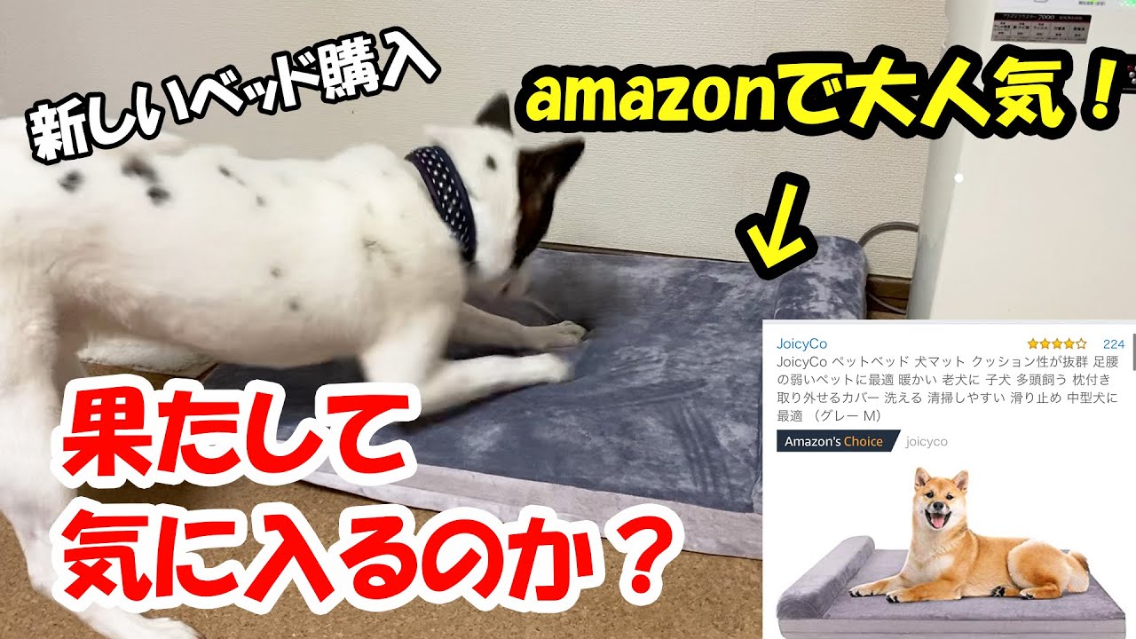 Amazonで人気の犬のベッドを購入 果たして気にいるのか My Dog Likes Popular Bed In Amazon Or Does Not Youtube Amazonで人気の犬のベッドを購入 果たして気にいるのか My Dog Likes Popular Bed In Amazon Or Does Not Youtube