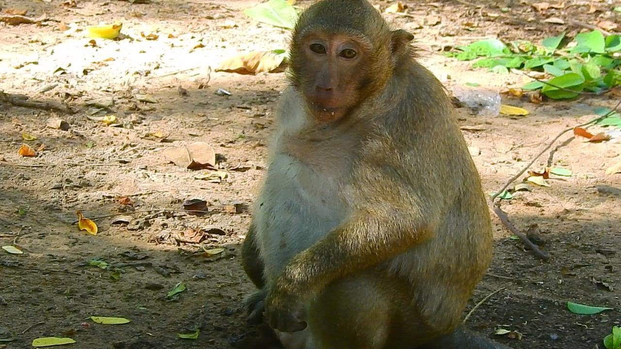 Update balloon monkey Sweet Pea when he live without Popeye | Sweet Pea monkey, Sweet Pea 2019