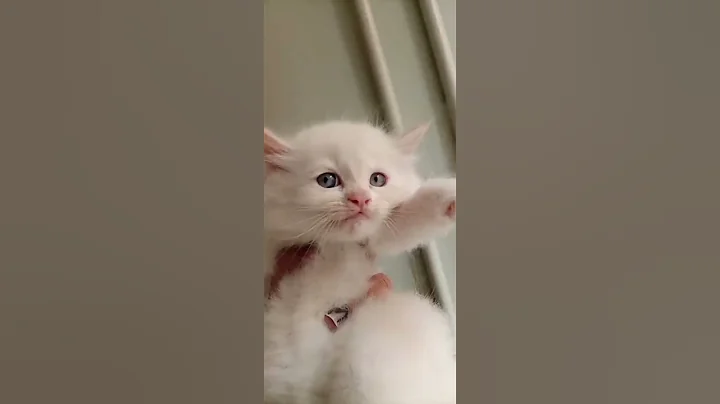 Watch the video about BLUE EYES Kitten...So Cute 😘😘. #shorts #cats #yt #youtubeshorts #funny #popular #viral #trending