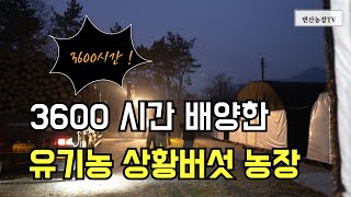 유기농 친환경 상황버섯농장 3600시간 이상 배양해 프리미엄 상황버섯을 생산합니다
