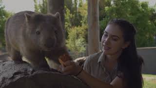 Are wombats friendly? Fun facts! Are wombats friendly? Fun facts!