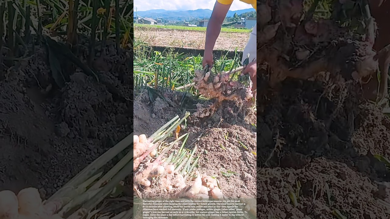 Harvesting ginger, good yield 