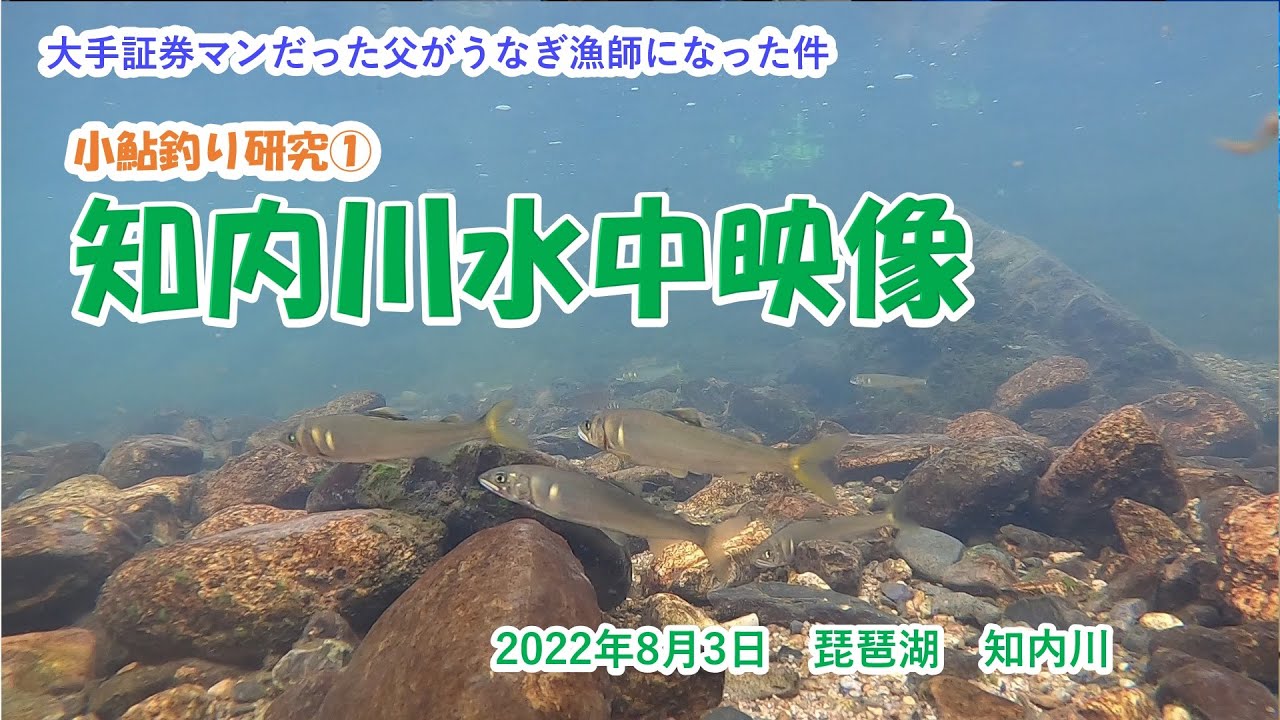 小鮎釣り研究 知内川水中映像 22年８月3日 琵琶湖 知内川 Youtube
