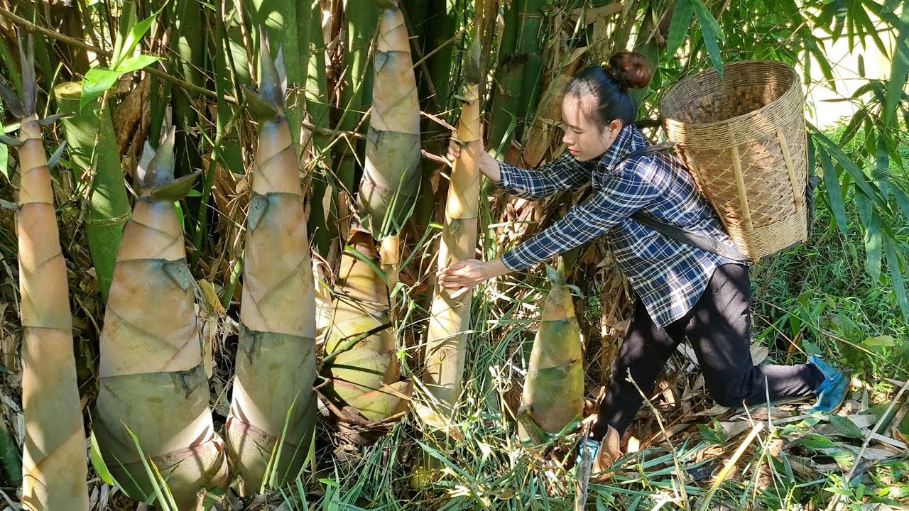 Harvesting & how to make pickled bamboo shoots - Daily life