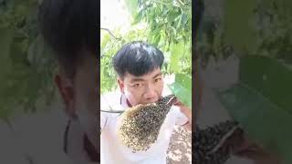 وحوش مثل الصينيين عيني ما شافت أبدا . حد ياكل العسل والنحل موجود ؟؟؟؟??