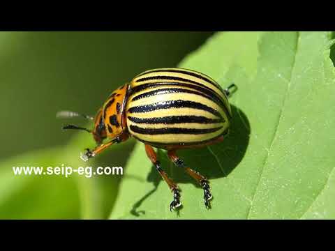 خنفساء كولورادو  Colorado Potato beetle دورة الحياة