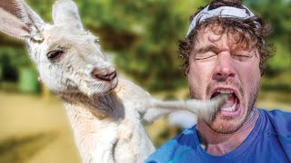 Punched in the Face by a Kangaroo - Kangaroos Fight Everything  🦘🥊🦆🧑🐶🚴‍♂️ by Daxon 70,981 views 3 years ago 9 minutes, 39 seconds