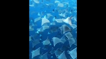 سورة ابراهيم صوت تخشع له القلوب