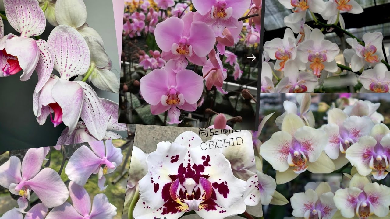 Шукаю квітоноси(фаленопсиси)🧐🌷🌿#орхідеї#метелики#пелори#orchids