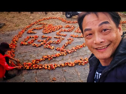 全球最美麗的花海街道之一【白河林初埤木棉花道】