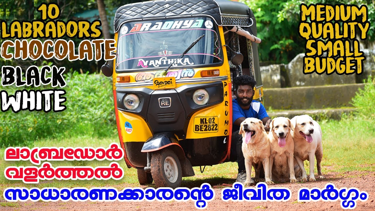 സാധാരണക്കാരൻറെ ബ്രീഡ് || Labrador Breeders in Kerala