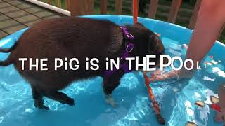 Rudy The Mini Pig Gets A Swimming Pool