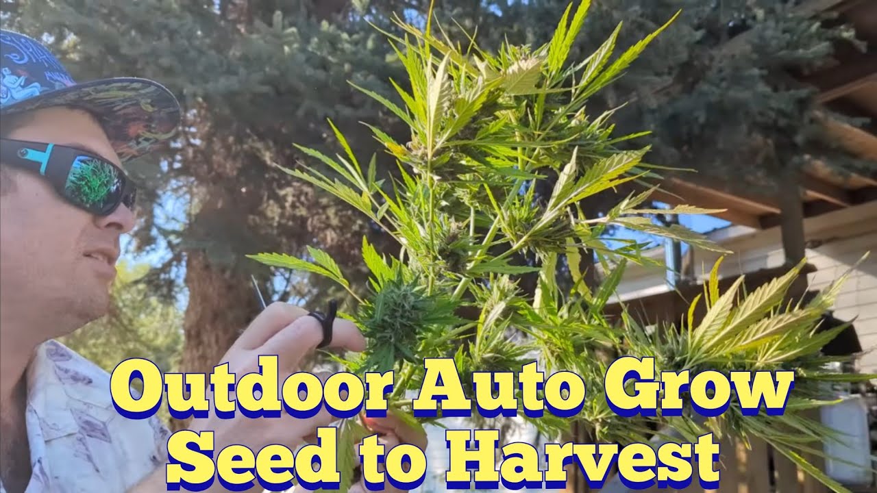 Seed To Harvest Autoflower Outdoor Grow With Dad Before He Past