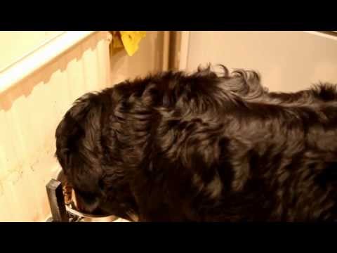 Video: Kaip Pagerinti šuns Kailio Būklę