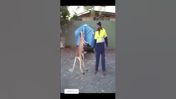 đấu võ giữa người và kanguroo #kangaroo #vosi #people