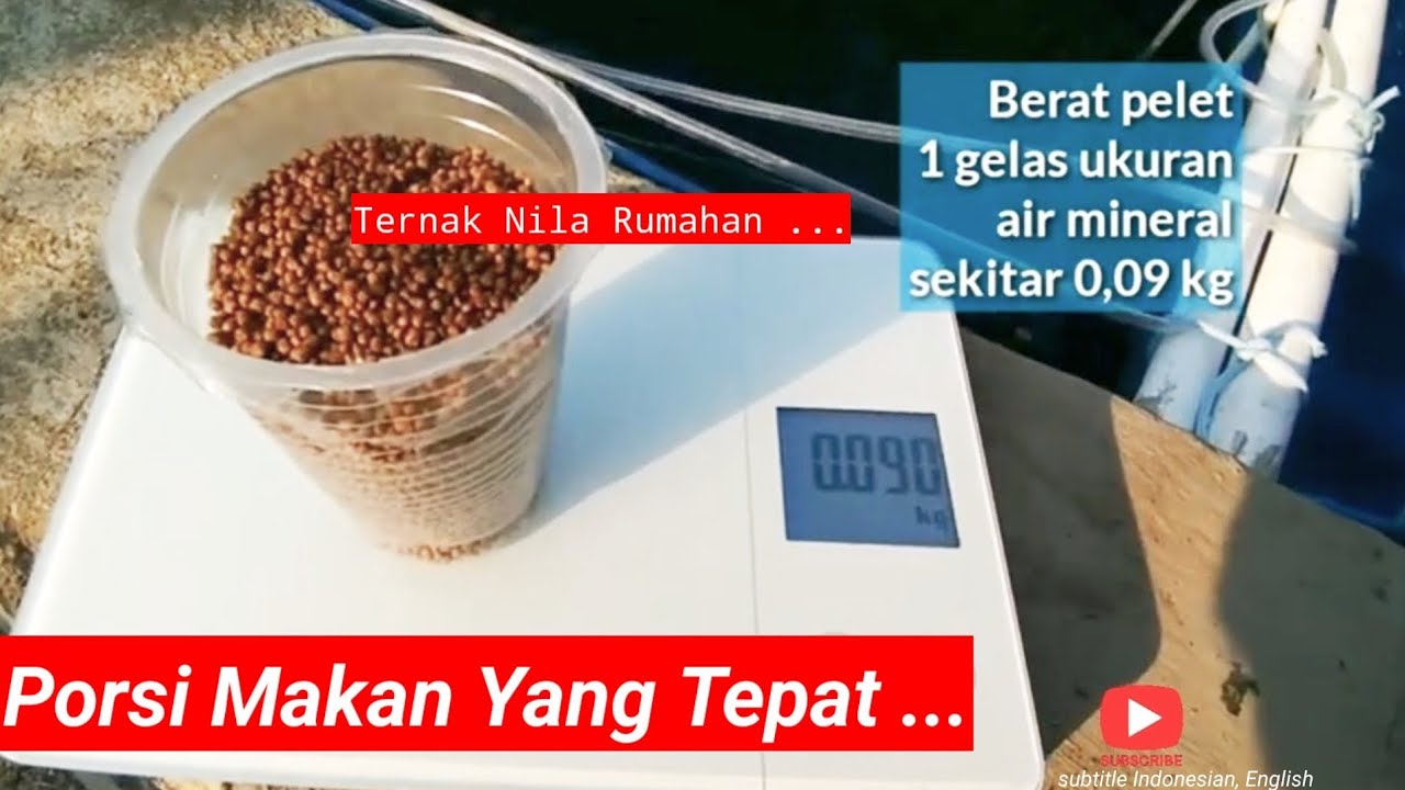 CARA HITUNG PORSI PAKAN IKAN NILA DENGAN TEPAT PERHARINYA 