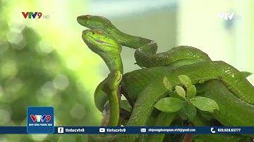 KHÁM PHÁ TRẠI RẮN LỚN NHẤT VIỆT NAM