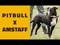 American Pit Bull Terrier X American Staffordshire Terrier