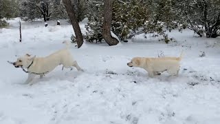 Yellow Labrador Polar Bears Enjoy Zoomies in the SNOW! #labrador #cutepuppies by HighDesertLabradors 955 views 2 weeks ago 6 minutes, 19 seconds