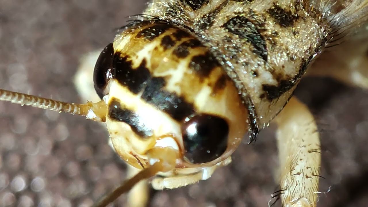 Grillon domestique - House cricket - صرصور