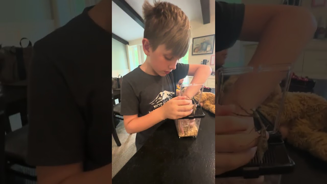 Are the praying mantes pregnant?! Why is brown mantis crawling all over me?!