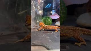 #tiptoe #reptiles #beardeddragon #shhhh #snackvideo #lizard #yummy #homemadefood