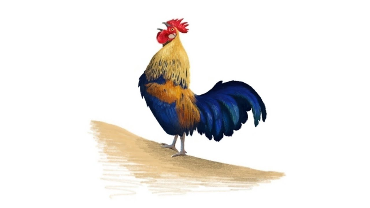 Realistic Rooster Drawing | Step-by-Step Sketch