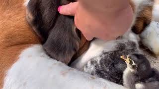 Duck baby hides behind a dog ear