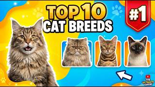 Top 10 Amazing Cat Breeds You Need to Know Before Adopting
