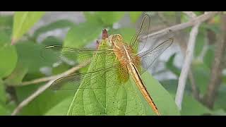 Dragonfly I Anisoptera I Singer Aarsh I Syoutube?Sidbsccn-Fdruggo4Q