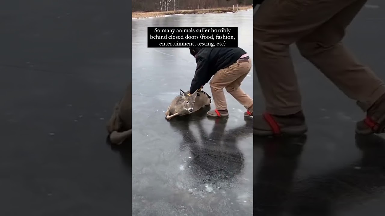 Most people already have an innate feeling of compassion and empathy for other animals 🦌❤️