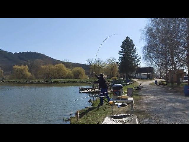 shimano beastmaster dx feeder rod Comm Fdr CX 9-11' Shimano Beastmaster CX Commercial Fishing Feeder Rod Shimano Forcemaster Commercial