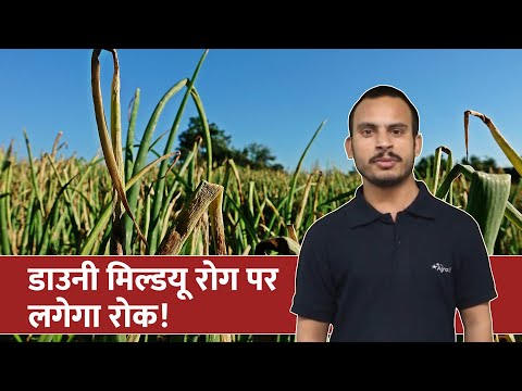प्याज में डाउनी मिल्ड्यू रोग के क्षति के लक्षण एवं प्रबंधन!  - प्याज में डाउनी मिल्ड्यू रोग के क्षति के लक्षण एवं प्रबंधन! 
