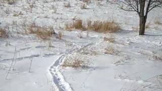 Skunk Tracks  (Skunk - the "February Romantic")