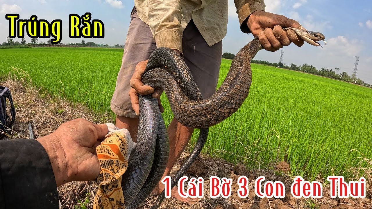 Cái Bờ Vậy Mà 3 Con Rắn Đen Thui Kinh Quá | Đam Mê Săn Bắt