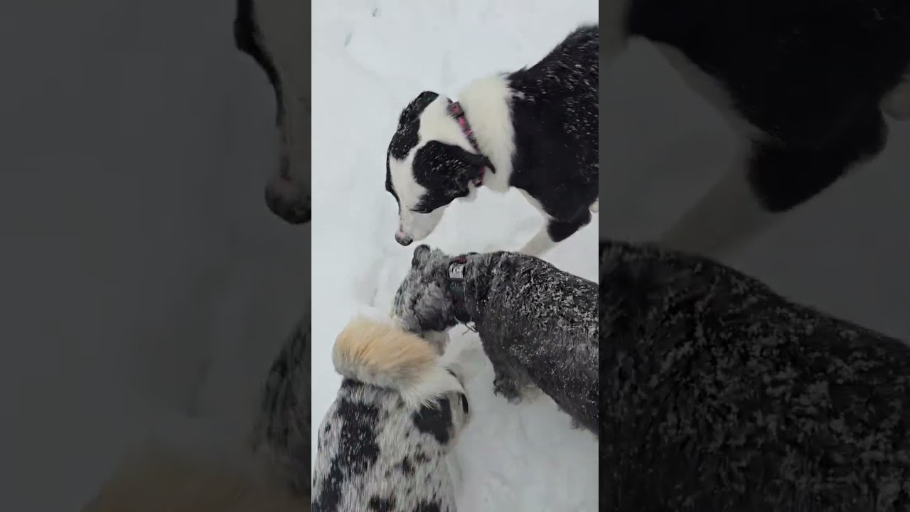 2. Новогодняя прогулка по парку с Мэгги, Феликсом, Джорджем, Луной и Ру 🥳🎉❄️🐾🐾