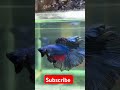 Get Ready for an Epic Betta Fish Showdown! #Shorts