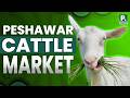 Peshawar Cattle Market | Essam Syed | Pakistan Connect