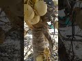 Dwarf Coconut Tree