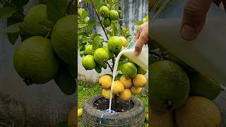 New ideas for grafting guava trees with egg to produce more fruit.#garden #fruits #nature #diy
