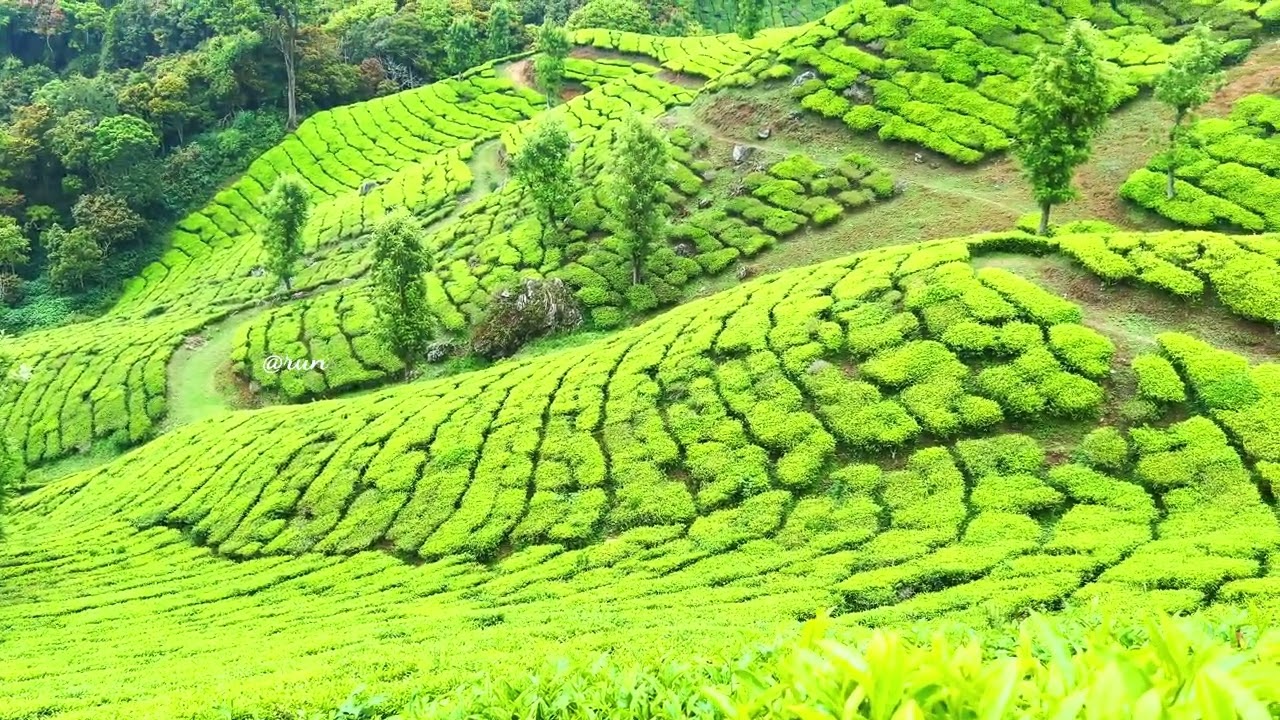 The tea plantations of Munnar stretch across rolling hills like endless green waves. 