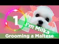 &quot;Cut my coat&quot; - How to Groom a Maltese - Part 1