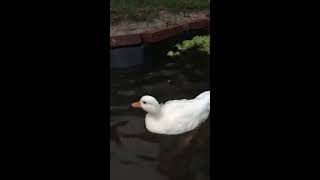 Miniature Ducks Swimming