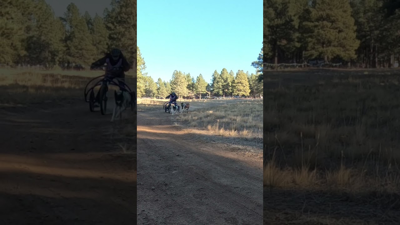 Flagstaff 2023 4 dog (with three dogs)... turn 2 action