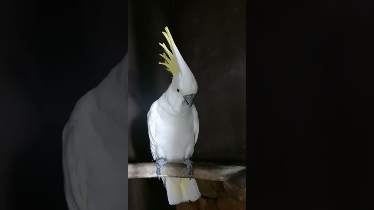 Cockatoo YouTube