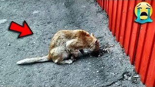 Download Lagu Seekor kucing cacat sangat berharap ada yang membantunya... Namun semua orang hanya berlalu begitu s MP3