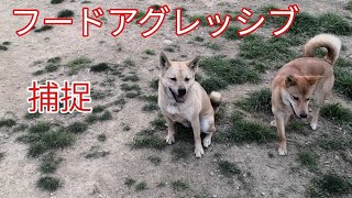 フードアグレッシブ改善リハビリ捕捉 Dog Rescue A&R