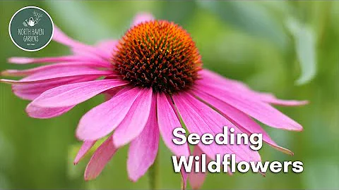 How to Seed Wildflowers 🌼 | Step-by-Step Guide for a Beautiful Spring Garden