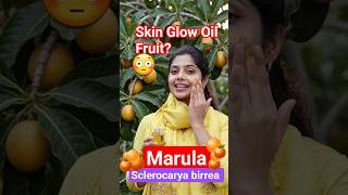 Marula | Sclerocarya birrea | Do you know ? #fruit #trending #conceptclarity  #botanymcq